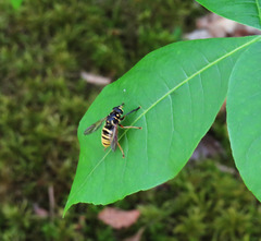 Temnostoma vespiforme