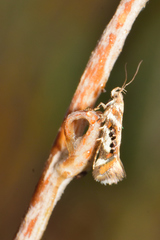 Aristotelia elegantella