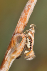 Aristotelia elegantella