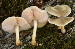 Pluteus plautus image