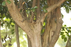 Psidium myrtoides, photograph (c) Bruno Luka de Souza Bambirra Silveira, some rights reserved (CC BY)