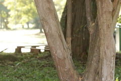 Psidium myrtoides, photograph (c) Bruno Luka de Souza Bambirra Silveira, some rights reserved (CC BY)