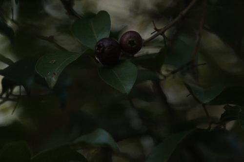 Psidium myrtoides, photograph 5