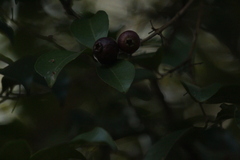 Psidium myrtoides, photograph (c) Bruno Luka de Souza Bambirra Silveira, some rights reserved (CC BY)