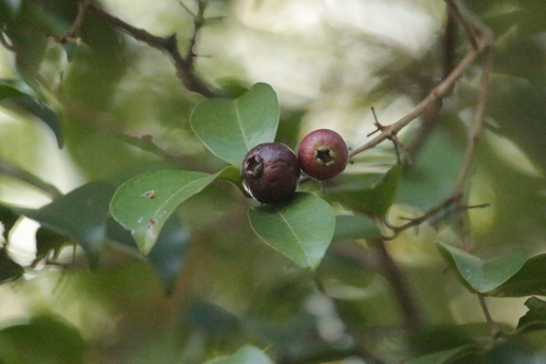 Psidium myrtoides, photograph 2