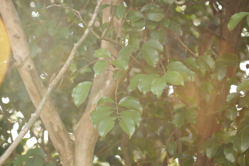 Psidium myrtoides, photograph 4