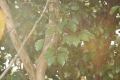 Psidium myrtoides, photograph (c) Bruno Luka de Souza Bambirra Silveira, some rights reserved (CC BY)