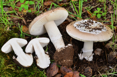 Amanita calyptratoides image