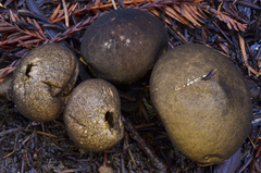 Lycoperdon umbrinum image