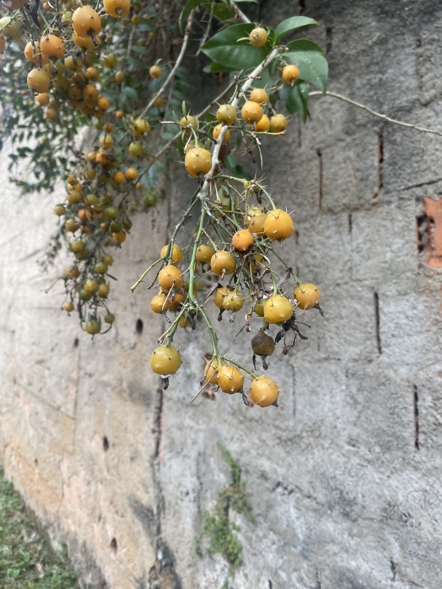 Pereskia aculeata