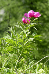 Paeonia officinalis