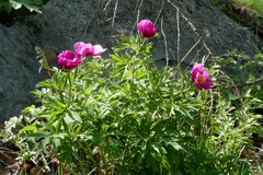 Paeonia officinalis