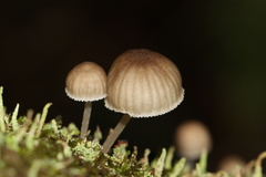 Mycena marangania