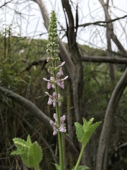 Stachys stebbinsii