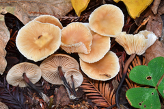 Gymnopus brassicolens var. brassicolens image