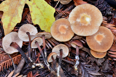 Gymnopus brassicolens var. brassicolens image
