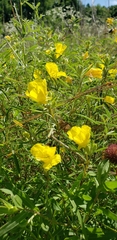 Oenothera serrulata
