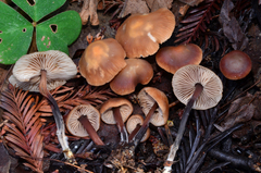 Gymnopus brassicolens var. brassicolens image