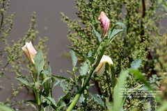 Datura ceratocaula
