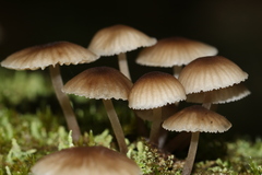 Mycena marangania