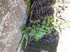 Solidago leiocarpa