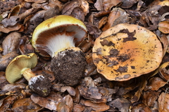 Cortinarius xanthodryophilus image