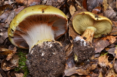 Cortinarius xanthodryophilus image