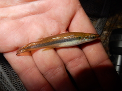Fundulus olivaceus