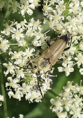 Trigonarthris