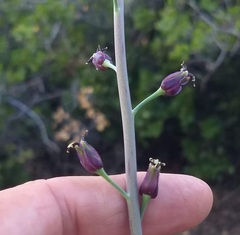 Streptanthus campestris