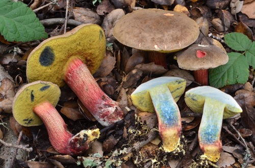 Xerocomellus mendocinensis