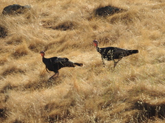 Meleagris gallopavo intermedia