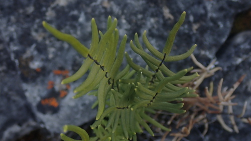 Gastony's cliffbrake (Pellaea gastonyi)