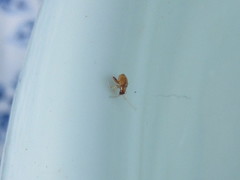 Longitarsus jacobaeae