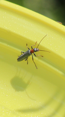 Oedemera croceicollis