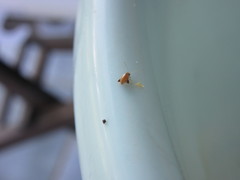 Longitarsus jacobaeae