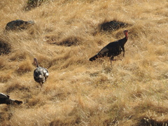 Meleagris gallopavo intermedia