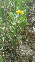 Borrichia frutescens image