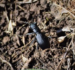 Dromochorus belfragei