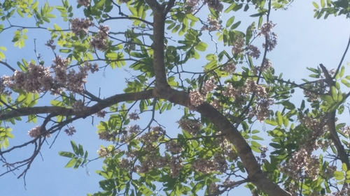 Florida fishpoison tree (Piscidia piscipula)