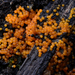 Nectria peziza - Photo 由 Christian Schwarz 所上傳的 (c) Christian Schwarz，保留部份權利CC BY-NC