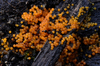 Hydropisphaera peziza - Photo (c) Christian Schwarz, some rights reserved (CC BY-NC), uploaded by Christian Schwarz