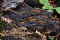 Nectria peziza image