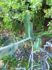 Streptanthus campestris