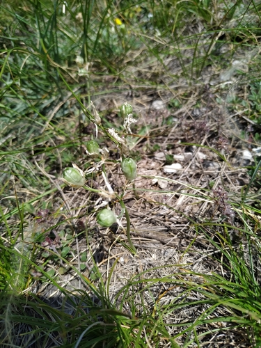 Image of Ornithogalum comosum by (c) Christina s.l., some rights reserved (CC BY)