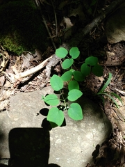 Thalictrum thalictroides