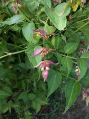 Leycesteria