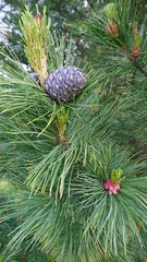 Pinus