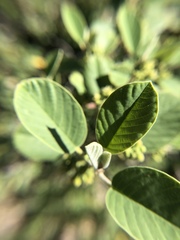Frangula californica tomentella