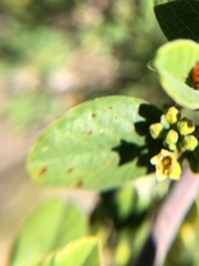Frangula californica tomentella